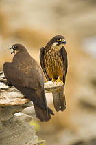 Eleonora's falcon (Falco eleonorae) pair on rock ledge, Andros, Greece, September 2008