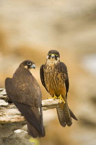 Eleonora's falcon (Falco eleonorae) pair on rock ledge, Andros, Greece, September 2008