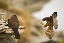 Eleonora's falcon (Falco eleonorae) pair, one on rock, the other landing, Andros, Greece, September 2008