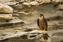 Eleonora's falcon (Falco eleonorae) perched on rock, Andros, Greece, September 2008