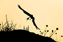 Eleonora's falcon (Falco eleonorae) flying carrying prey, dawn, Andros, Greece, September 2008