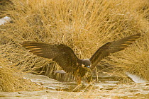 Eleonora's falcon (Falco eleonorae) with prey stretching wings, Andros, Greece, September 2008