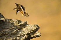 Eleonora's falcon (Falco eleonorae) flying over rocks, Andros, Greece, September 2008