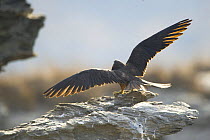Rear view of an Eleonora's falcon (Falco eleonorae) stretching wings on rock, Andros, Greece, September 2008