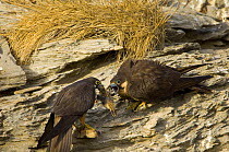 Eleonora's falcon (Falco eleonorae) pair with prey, Andros, Greece, September 2008