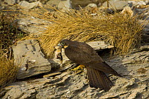 Eleonora's falcon (Falco eleonorae) with prey, Andros, Greece, September 2008