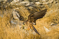 Eleonora's falcon (Falco eleonorae) landing with prey, Andros, Greece, September 2008