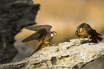 Eleonora's falcon (Falco eleonorae) pair with prey, Andros, Greece, September 2008
