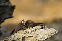 Eleonora's falcon (Falco eleonorae) pair with prey on rock legde, Andros, Greece, September 2008