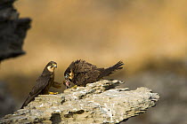 Eleonora's falcon (Falco eleonorae) pair with prey on rock ledge, Andros, Greece, September 2008