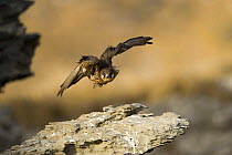 Eleonora's falcon (Falco eleonorae) flying over rock ledge, Andros, Greece, September 2008
