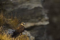 Eleonora's falcon (Falco eleonorae) on rock ledge, Andros, Greece, September 2008
