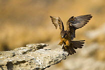 Eleonora's falcon (Falco eleonorae) landing on rock ledge, Andros, Greece, September 2008