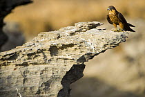 Eleonora's falcon (Falco eleonorae) standing on rock ledge, Andros, Greece, September 2008