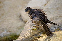 Eleonora's falcon (Falco eleonorae) shaking itself to dry after bathing, Antikythera, Greece, September 2008