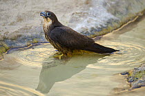 Eleonora's falcon (Falco eleonorae) drinking, Antikythera, Greece, September 2008