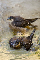 Eleonora's falcon (Falco eleonorae) bathing in small pool, another at waters edge, Antikythera, Greece, September 2008