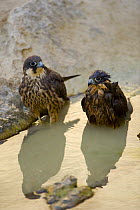 Two Eleonora's falcons (Falco eleonorae) standing in pool of water, one wet from bathing, Antikythera, Greece, September 2008
