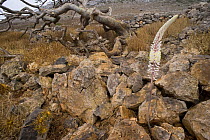 Dead tree and Asphodel flower, Antikythera island, Greece, September 2008