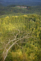 View over forest from Rudolf Kamen / Stone, Medvedi Diry, Ceske Svycarsko / Bohemian Switzerland National Park, Czech Republic, September 2008