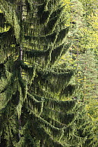 Norway spruce tree (Picea abies) in forest, Ceske Svycarsko / Bohemian Switzerland National Park, Czech Republic, September 2008