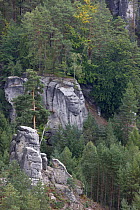 Forest with rocky outcrops, Pohovka, Medvedi Diry, Ceske Svycarsko / Bohemian Switzerland National Park, Czech Republic, September 2008