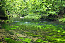 Krinice River in wood, Dlouhy Dul, Ceske Svycarsko / Bohemian Switzerland National Park, Czech Republic, September 2008