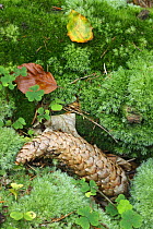 Norway spruce tree (Picea abies) cone on moss, Ceske Svycarsko / Bohemian Switzerland National Park, Czech Republic, September 2008