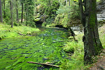 Krinice River flowing past rock faces, Dlouhy Dul, Ceske Svycarsko / Bohemian Switzerland National Park, Czech Republic, September 2008