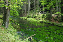 Krinice River in wood, Dlouhy Dul, Ceske Svycarsko / Bohemian Switzerland National Park, Czech Republic, September 2008