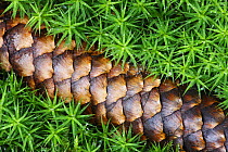 Norway spruce (Picea abies) cone on moss, Brtnicky Hradek, Ceske Svycarsko / Bohemian Switzerland National Park, Czech Republic, September 2008 WWE OUTDOOR EXHIBITION