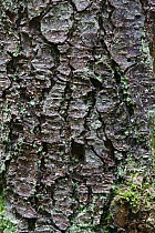 Close up of Norway spruce (Picea abies) bark, Brtnicky Hradek, Ceske Svycarsko / Bohemian Switzerland National Park, Czech Republic, September 2008
