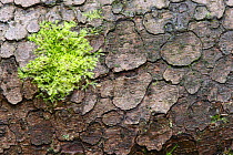 Close up of Norway spruce (Picea abies) bark with Moss growing on it, Brtnicky Hradek, Ceske Svycarsko / Bohemian Switzerland National Park, Czech Republic, September 2008