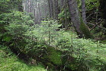 Fallen tree trunk acts as nurse log for Spruce tree seedlings in forest, Brtnicky Hradek, Ceske Svycarsko / Bohemian Switzerland National Park, Czech Republic, September 2008