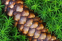 Norway spruce (Picea abies) cone on Moss, Brtnicky Hradek, Ceske Svycarsko / Bohemian Switzerland National Park, Czech Republic, September 2008