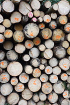 Felled timber stacked up, Brtnicky Hradek, Ceske Svycarsko / Bohemian Switzerland National Park, Czech Republic, September 2008