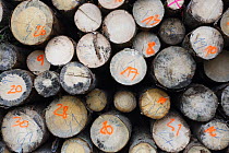 Felled timber stacked up, Brtnicky Hradek, Ceske Svycarsko / Bohemian Switzerland National Park, Czech Republic, September 2008