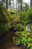Krinice River flowing by large rocks in wood, Kyov, Ceske Svycarsko / Bohemian Switzerland National Park, Czech Republic, September 2008