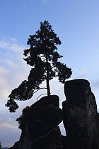 Pine tree growing on rock silhouetted, Jetrichovice, Ceske Svycarsko / Bohemian Switzerland National Park, Czech Republic, September 2008