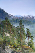 View from Rudolfuv Kamen hillside of forest in light mist, Jetrichovice, Ceske Svycarsko / Bohemian Switzerland National Park, Czech Republic, September 2008