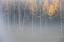 Forest in autumn, with mist rising from lake, Krasna Lipa, Ceske Svycarsko / Bohemian Switzerland National Park, Czech Republic, November 2008