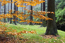 Autumn leaves and tree trunks, Rynartice, Ceske Svycarsko / Bohemian Switzerland National Park, Czech Republic, November 2008