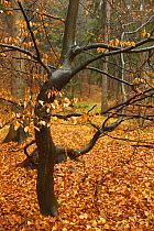 Almost bare trees in autumn, Rynartice, Ceske Svycarsko / Bohemian Switzerland National Park, Czech Republic, November 2008