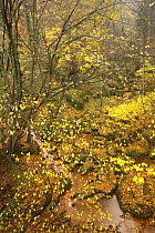 Sucha Kamenice / Creek in wood covered in fallen leaves, Hrensko, Ceske Svycarsko / Bohemian Switzerland National Park, Czech Republic, November 2008
