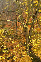 Trees in autumn, Sucha Kamenice, Hrensko, Ceske Svycarsko / Bohemian Switzerland National Park, Czech Republic, November 2008