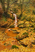 Sucha Kamenice / Creek flowing between leaf covered rocks, Hrensko, Ceske Svycarsko / Bohemian Switzerland National Park, Czech Republic, November 2008