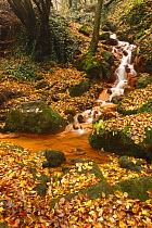 Sucha Kamenice / Creek in forest covered in fallen leaves, Hrensko, Ceske Svycarsko / Bohemian Switzerland National Park, Czech Republic, November 2008