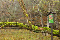 Forest in autumn with a park sign, Chribska, Ceske Svycarsko / Bohemian Switzerland National Park, Czech Republic, November 2008