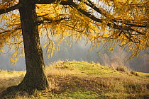 Larch tree, Rynartice, Ceske Svycarsko / Bohemian Switzerland National Park, Czech Republic, November 2008
