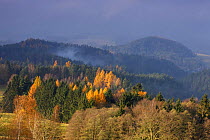 Forest in autumn, Rynartice, Ceske Svycarsko / Bohemian Switzerland National Park, Czech Republic, November 2008